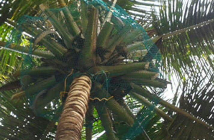Coconut Tree Net
