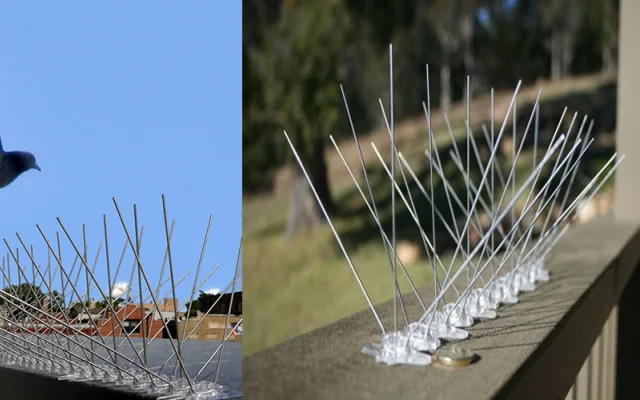 Bird Spikes