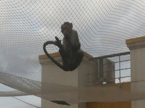 Monkey Safety Net